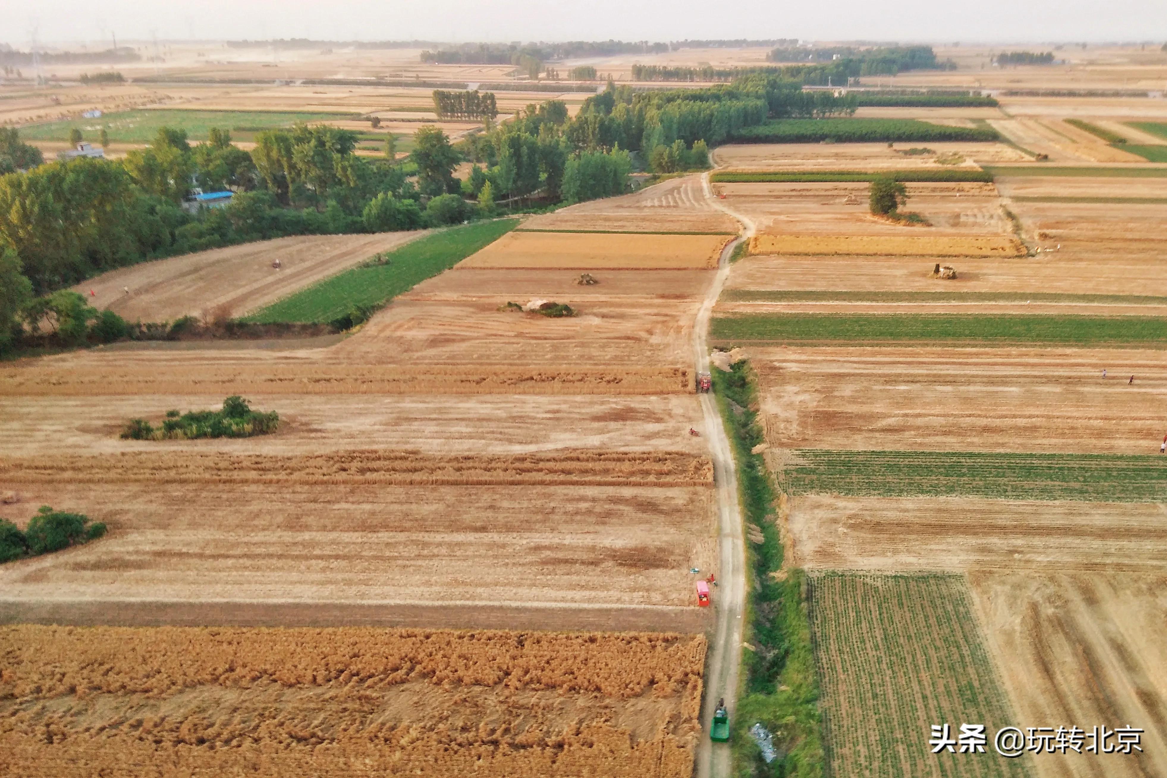 河南小麦价格最新行情解析