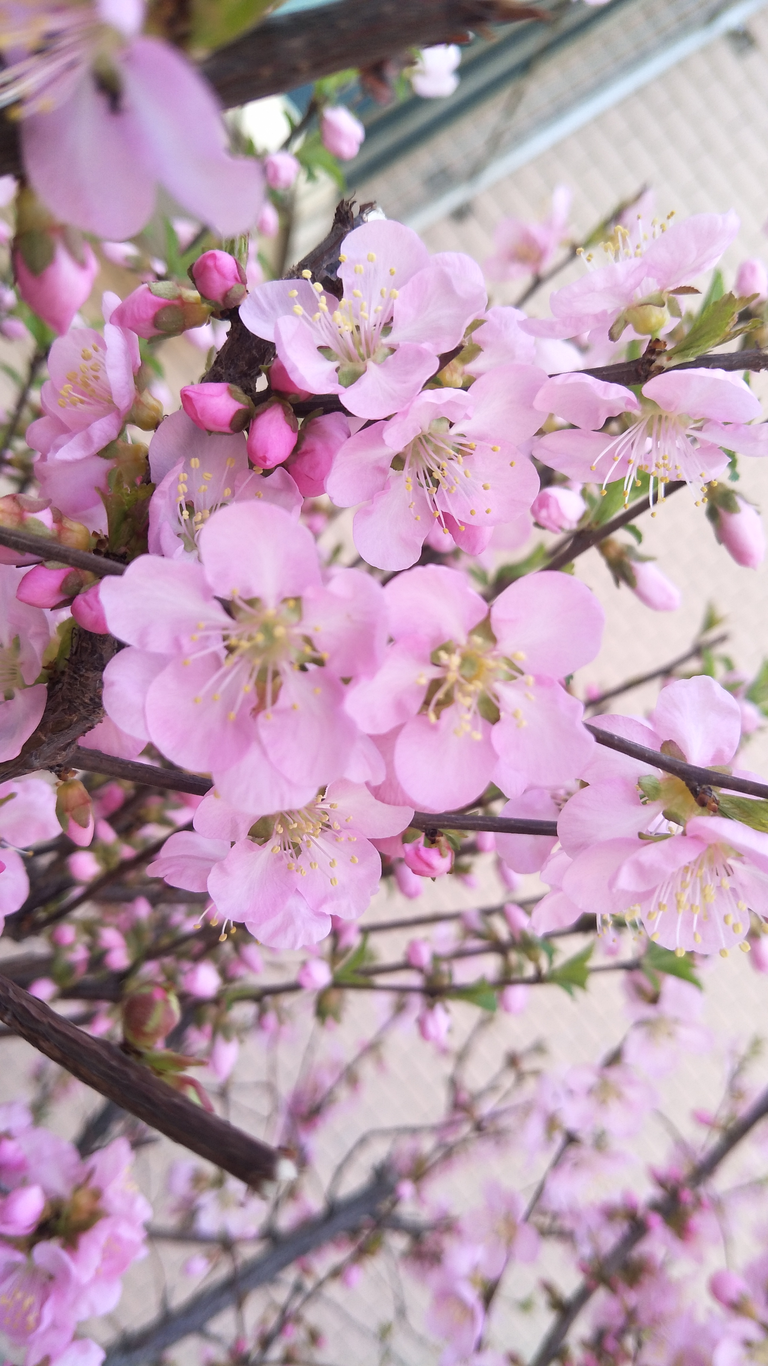 春暖花开时，探索话题的无限可能