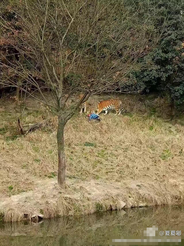 宁波老虎吃人事件最新进展深度解读