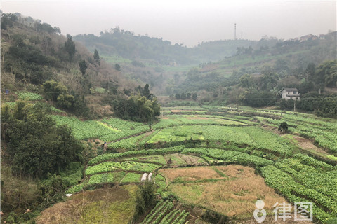 广东农村土地新政策助力农业现代化与乡村振兴齐头并进