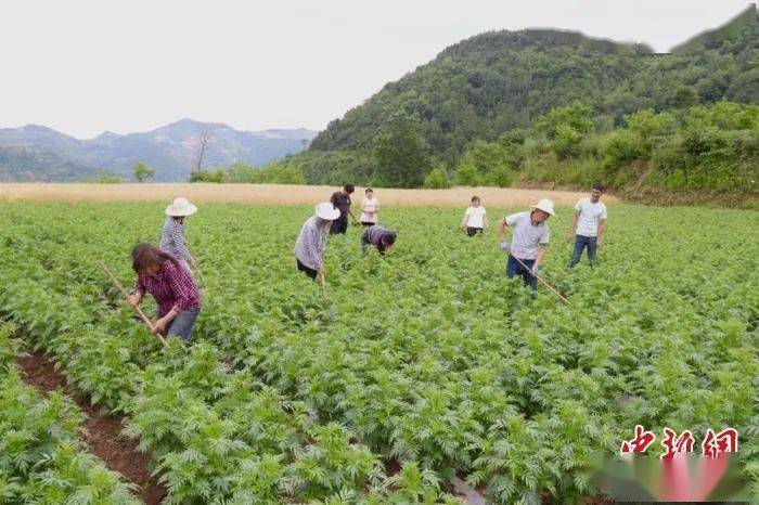 成县农业农村局最新发展规划概览